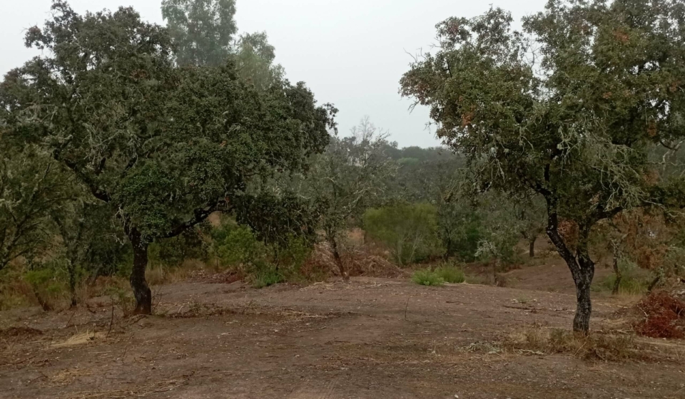 PROYECTO EN CASTILBLANCO DE LOS ARROYOS