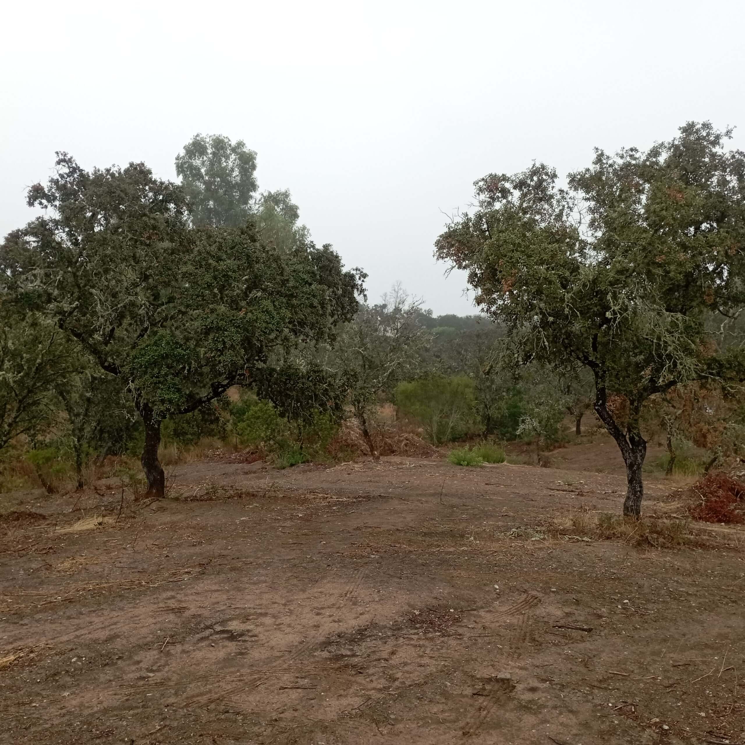 PROYECTO EN CASTILBLANCO DE LOS ARROYOS